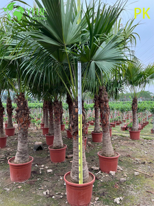 Livistona Chinensis Palm Tree, Evergreen Ornamental Plant for Garden & Landscape