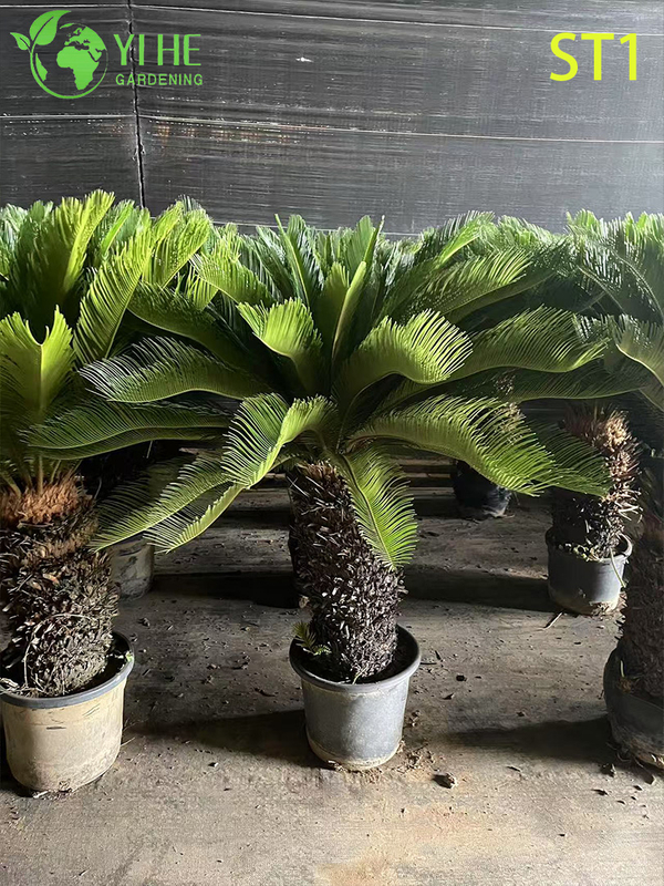 Cycas Revoluta, Evergreen Ornamental Sago Palm for Indoor & Outdoor Plant