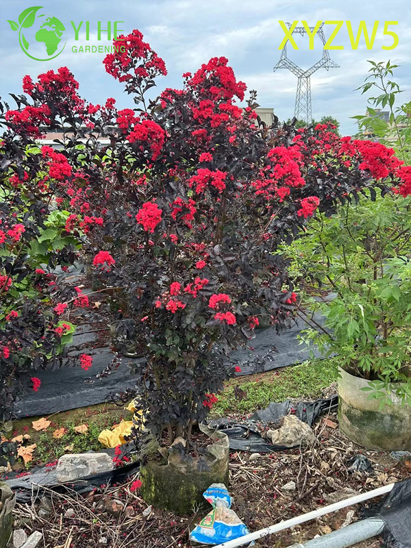 Ornamental Purple - leaf Lagerstroemia parviflora, Red - flowering Potted Plant