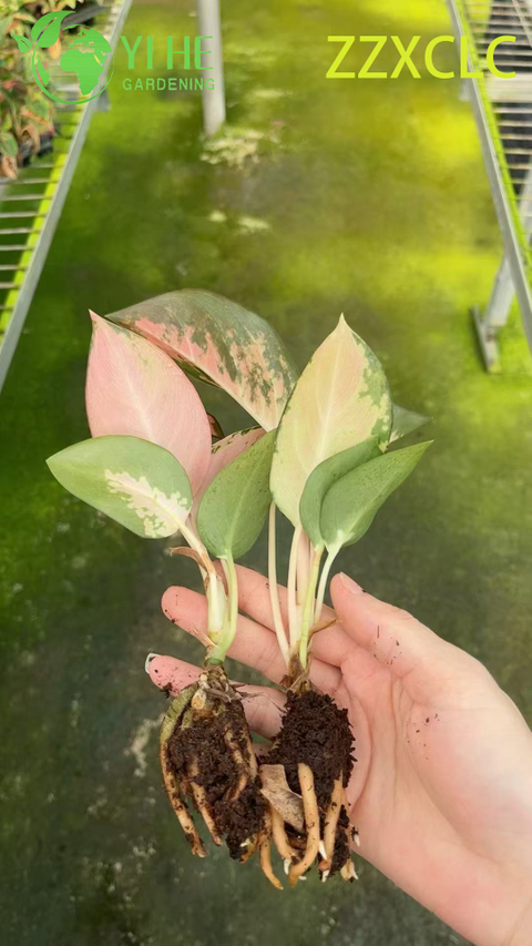 Wholesale Export Spider-Man Aglaonema Seedlings | Tropical Ornamental Foliage Seedlings