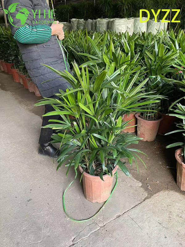 Evergreen Large Leaf Rhapis Excelsa Palm for Indoor Outdoor Decoration Plant