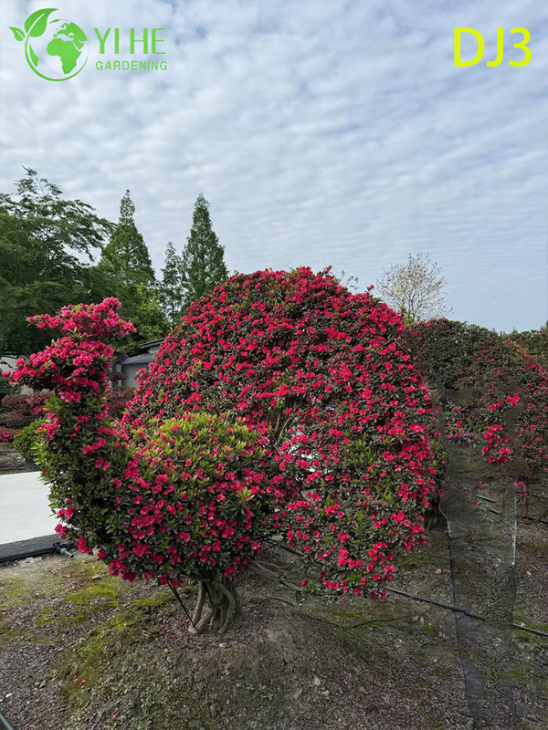 Artistic Topiary Rhododendron simsii, Ornamental Flowering Sculpture