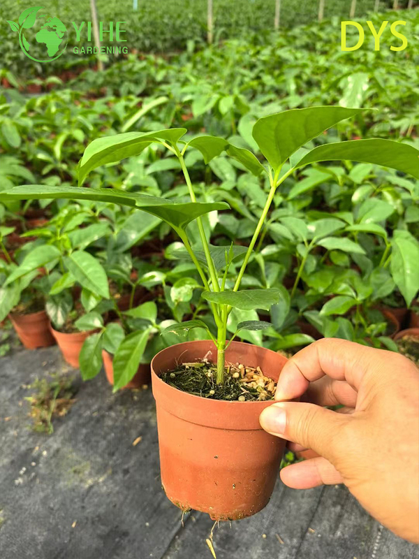Live Green Umbrella Tree Schefflera Evergreen Indoor Bonsai Plant