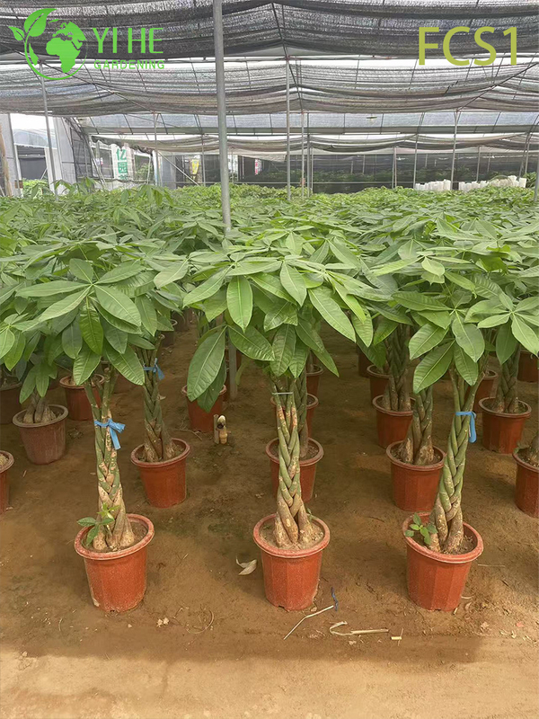 Braided Trunk Pachira macrocarpa for Indoor Decoration, Lucky Money Tree with Lush Green Leaves