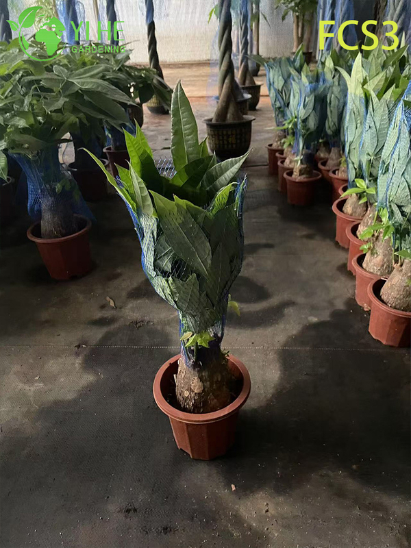 Compact Pachira macrocarpa with Unique Trunk, Lucky Indoor Decorative Money Tree