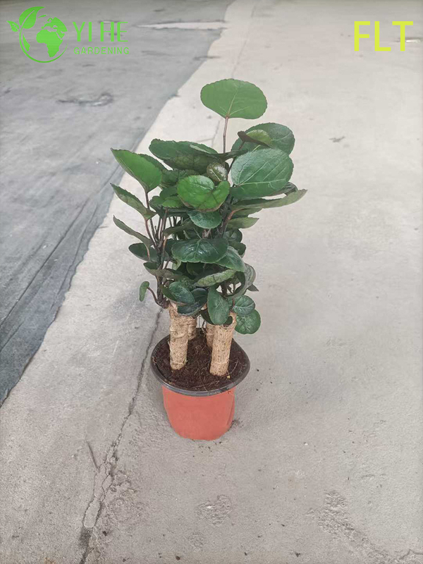 Variegated Polyscias Bonsai - Indoor Evergreen Ornamental Plant