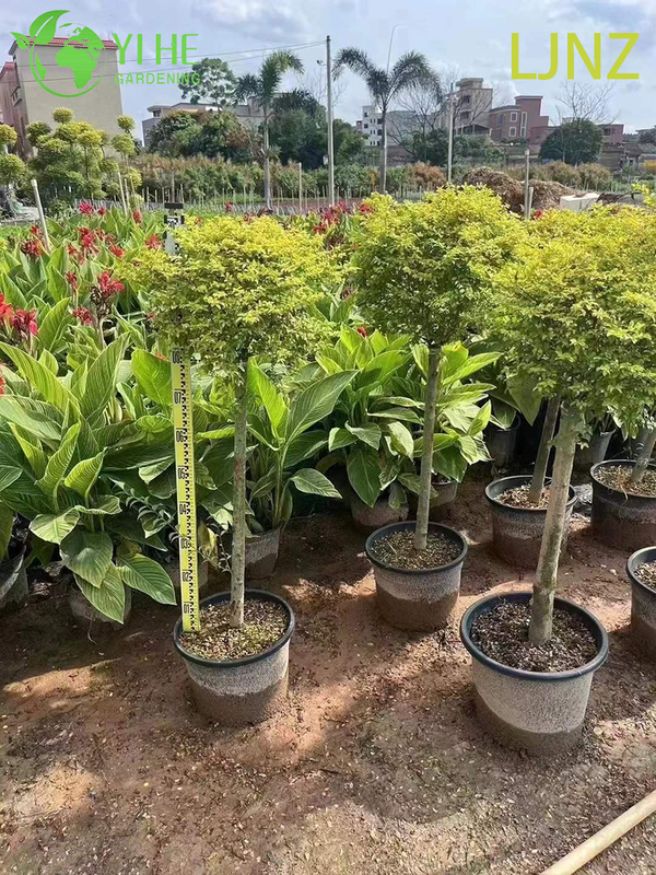 Ornamental Golden Glossy Privet Shrub for Wholesale Export Tree
