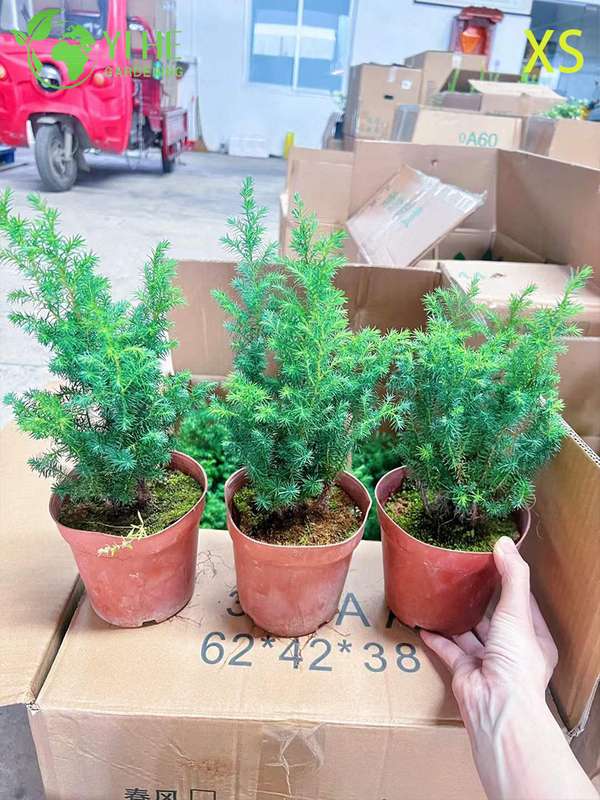 Ornamental Evergreen Cedar Tree for Wholesale Export