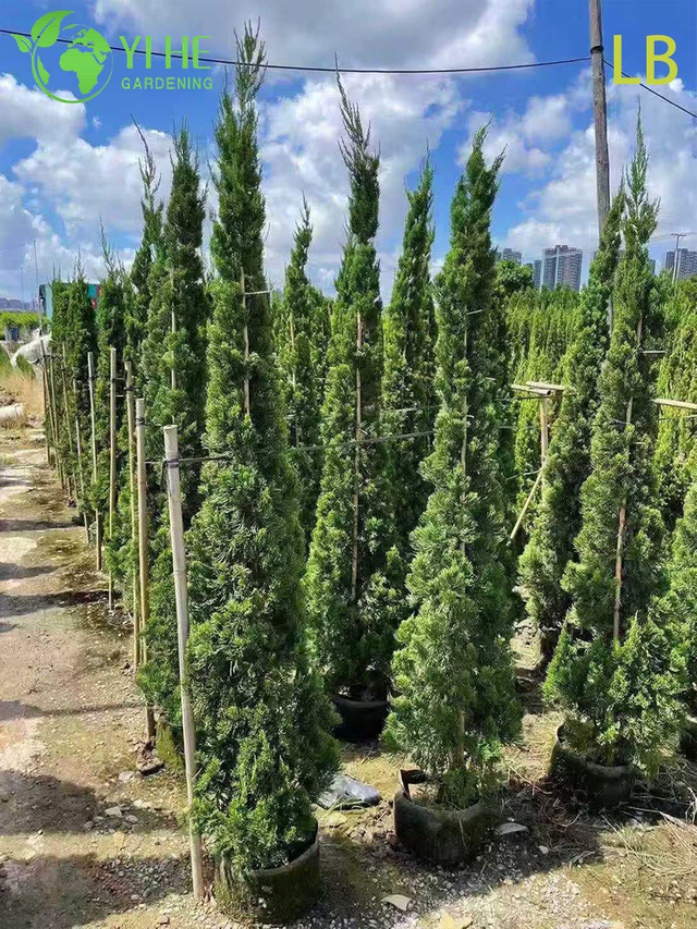 Ornamental Chinese Juniper Evergreen Tree for Wholesale Export