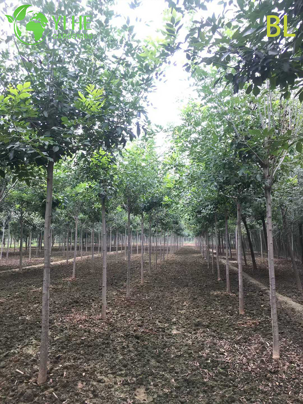 Ornamental Chinese Ash Tree for Wholesale Export