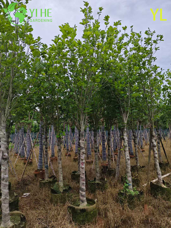 Ornamental Fragrant Magnolia Tree for Wholesale Export
