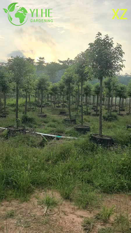 Ornamental Evergreen Camphor Tree for Wholesale Export