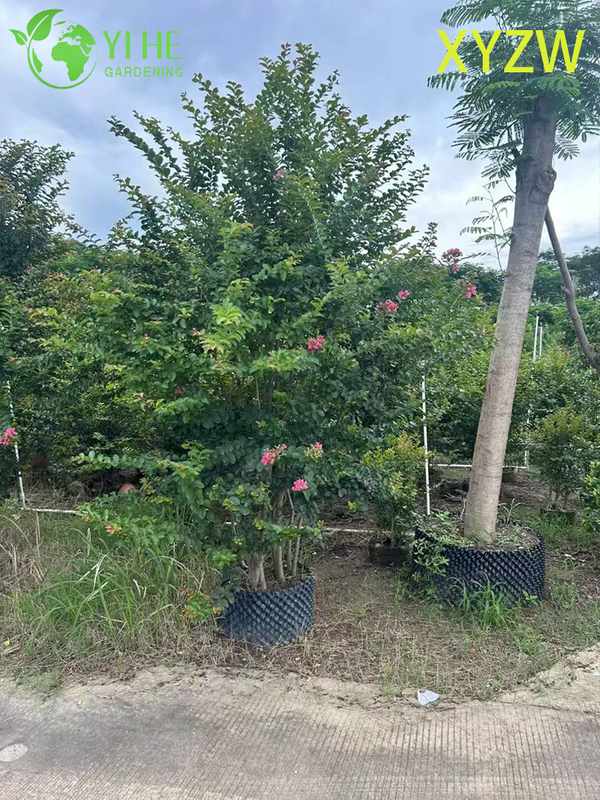 Ornamental Dwarf Crape Myrtle Tree for Wholesale Export