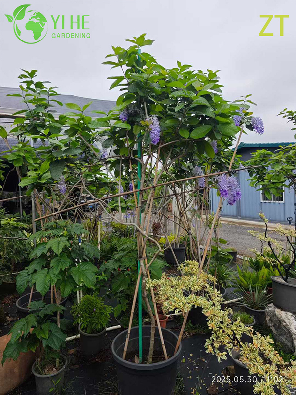 Ornamental Fragrant Wisteria Vine for Wholesale Export Tree
