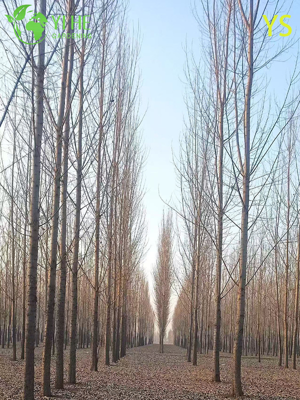 Ornamental Fast - Growing Poplar Tree for Wholesale Export