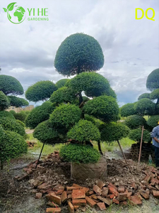 Wholesale Live Ilex Crenata Holly Globe Topiary for Garden Landscaping Bonsai