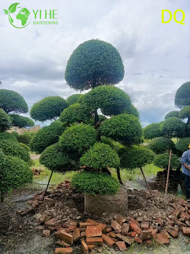गार्डन लैंडस्केपिंग बोनसाई के लिए थोक लाइव आईलेक्स क्रेनाटा होली ग्लोब टोपरी