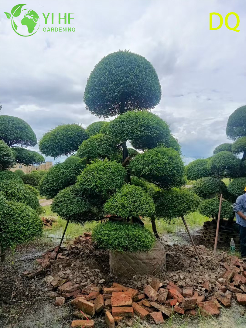 Wholesale Live Ilex Crenata Holly Globe Topiary for Garden Landscaping Bonsai
