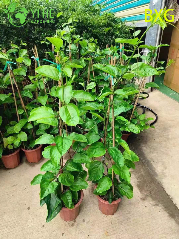 Wholesale Live Fruiting Passion Fruit Plant Passiflora Vine for Export Bonsai