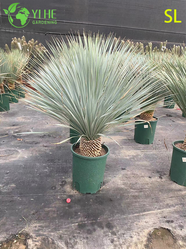 Wholesale Architectural Yucca Live Rosette Landscaping Plant Bonsai