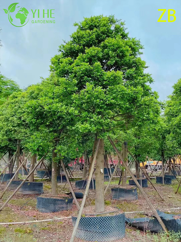 Wholesale Buddhist Pine Podocarpus Live Evergreen Specimen Tree Bonsai