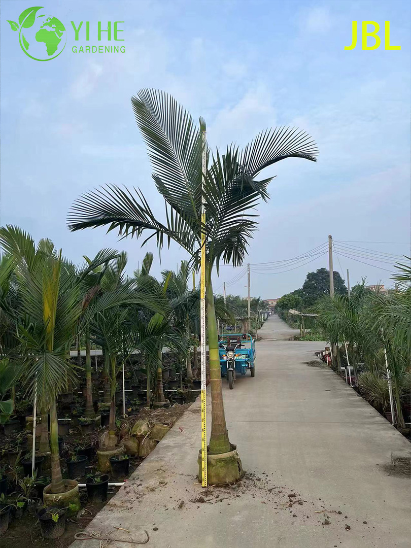 Wholesale Elegant Alexander Palm Tree for Avenue Landscaping