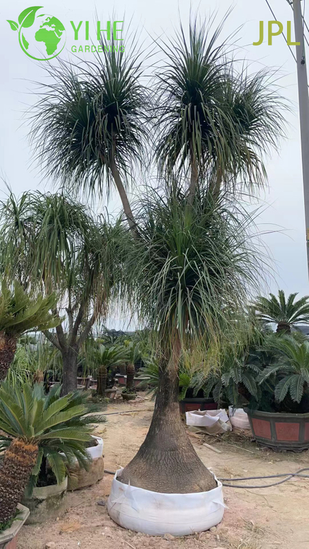 Wholesale Ponytail Palm Elephant's Foot Live Beaucarnea Plant Bonsai