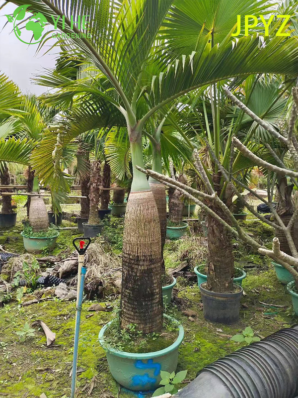 Wholesale Specimen Bottle Palm with Unique Swollen Trunk Tree