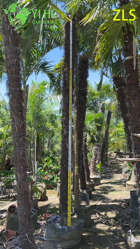 Wholesale Cold Hardy Windmill Palm for Landscape Projects Tree