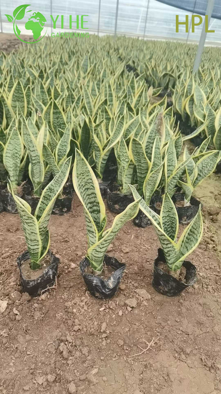 Evergreen Sansevieria Trifasciata Snake Plant for Indoor Decor