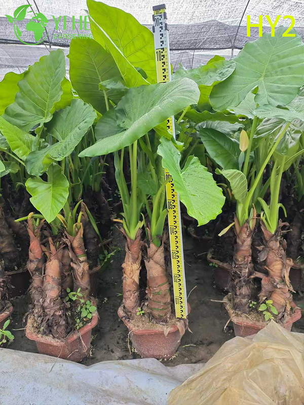 Large - Leafed Tropical Alocasia Potted Plant - Evergreen Indoor & Outdoor Decor Greenery
