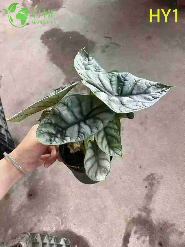 Tropical Young Alocasia Zebrina Potted Plant - Evergreen Indoor Decor Greenery