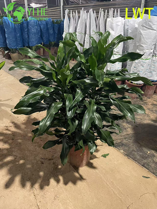 Evergreen Variegated Dracaena Deremensis Compacta Gold for Indoor Decor Plant