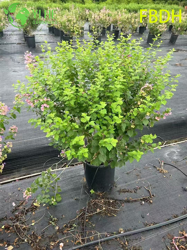 Premium Rosa Hochblatt Winterroter Strauch Zierpflanze in Großhandelsexportqualität