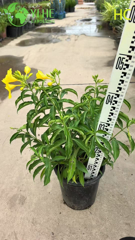 Wholesale Export Yellow Oleander Ornamental Flowering Shrub Premium Quality