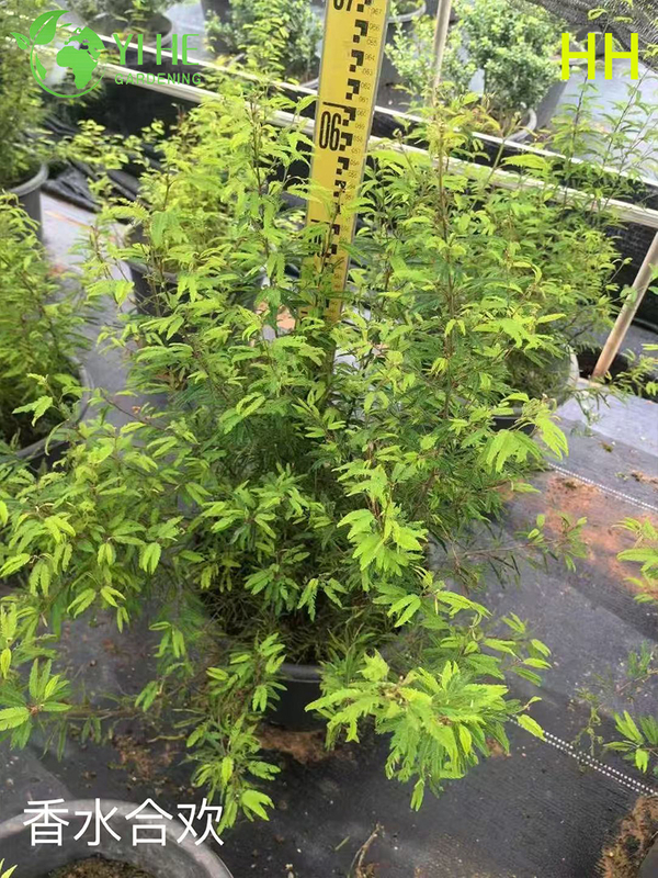 Wholesale Export Quality Albizia Julibrissin Ornamental Flowering Tree