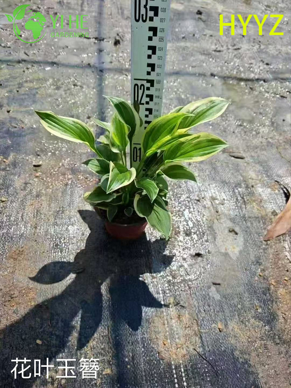 Wholesale Export Variegated Leaf Jade Basket Ornamental Succulent Premium Quality