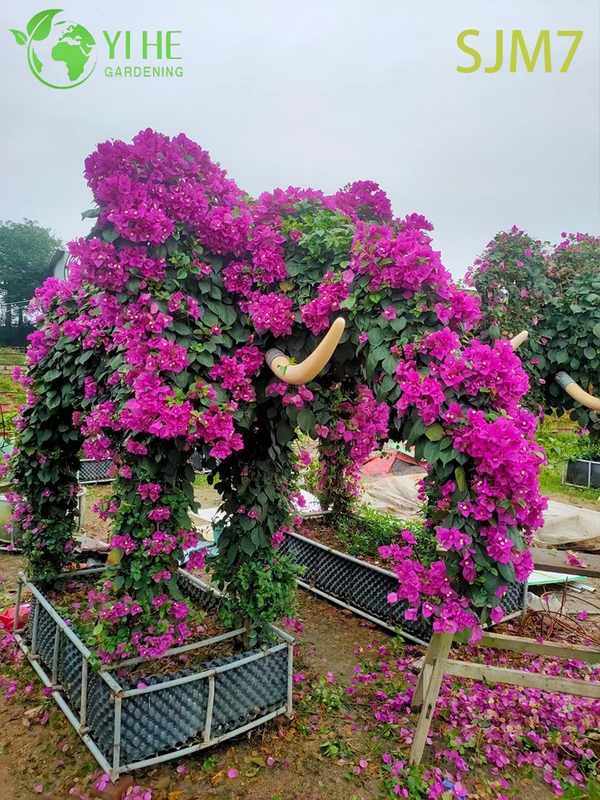 Wholesale Custom Bougainvillea Topiary Animal Living Sculpture Art Bonsai