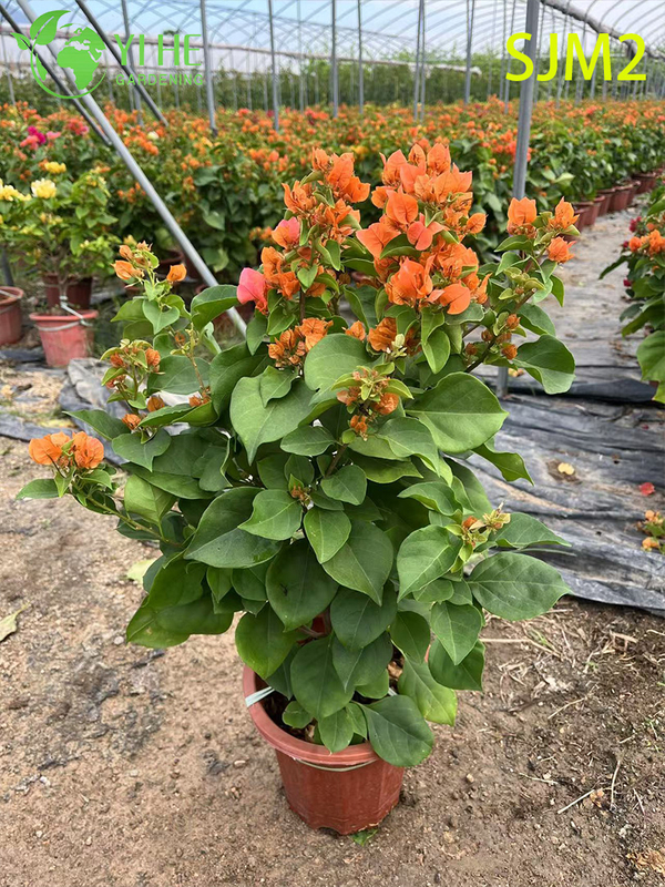 Wholesale Bougainvillea Standard Tree Live Plant for Patio Garden Bonsai