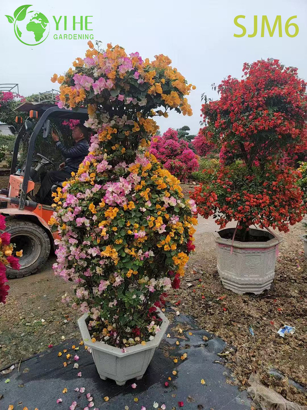 Wholesale Columnar Bougainvillea Topiary Tree Architectural Garden Plant Bonsai
