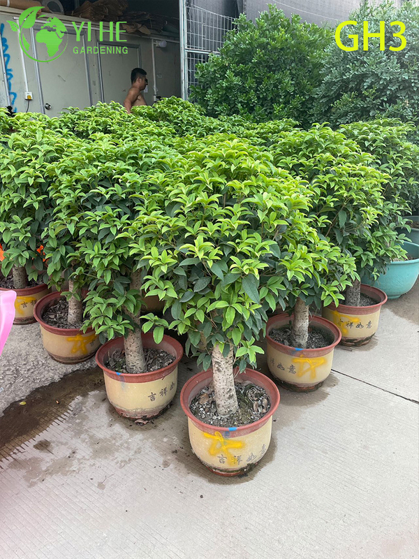 Potted Globular - shaped Osmanthus Fragrans Bonsai Tree