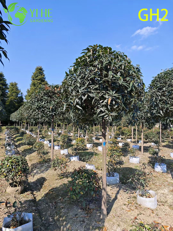 Globular - Shaped Mature Osmanthus Fragrans Ornamental Tree