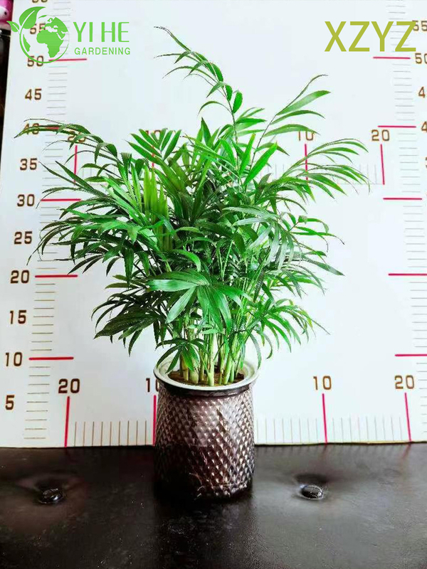 Compact Green Chamaedorea elegans for Indoor Tropical Accents Plant