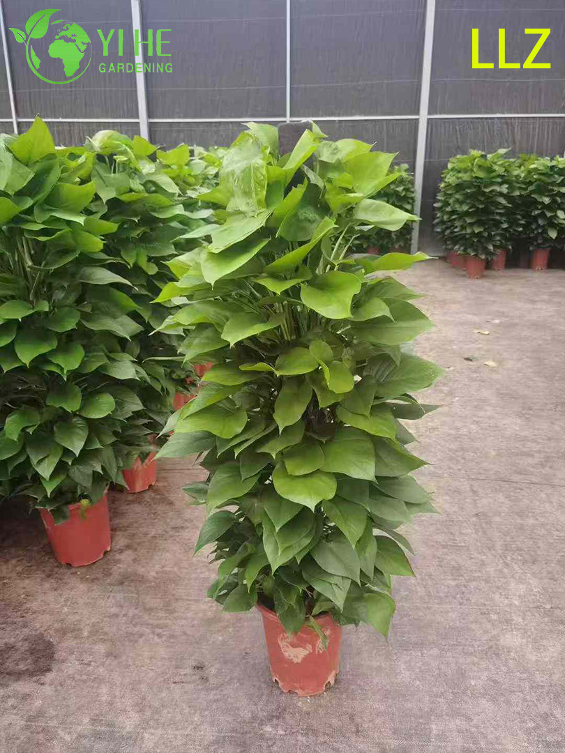 Evergreen Large - Leaf Pothos Pole for Indoor Air Purification Plant