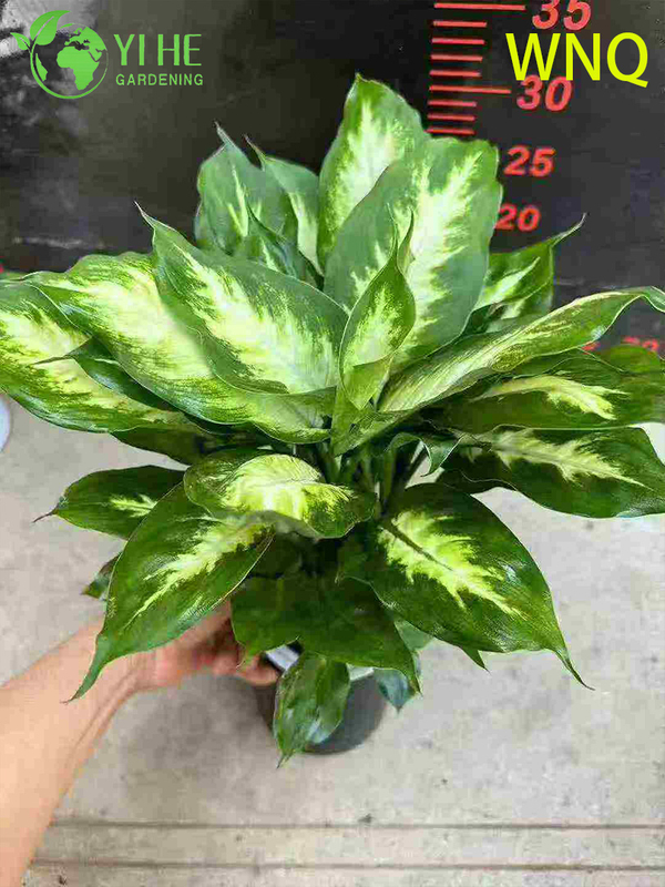 Variegated Evergreen Dieffenbachia sp. for Indoor Decor Plant