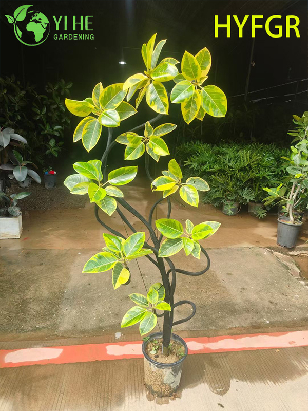 Indoor Ficus Variegata Foliage Potted Decorative Plant