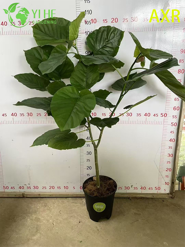 Figo decorativo multifuncional para interiores Ficus Umbellata planta de folhagem em vaso para interior