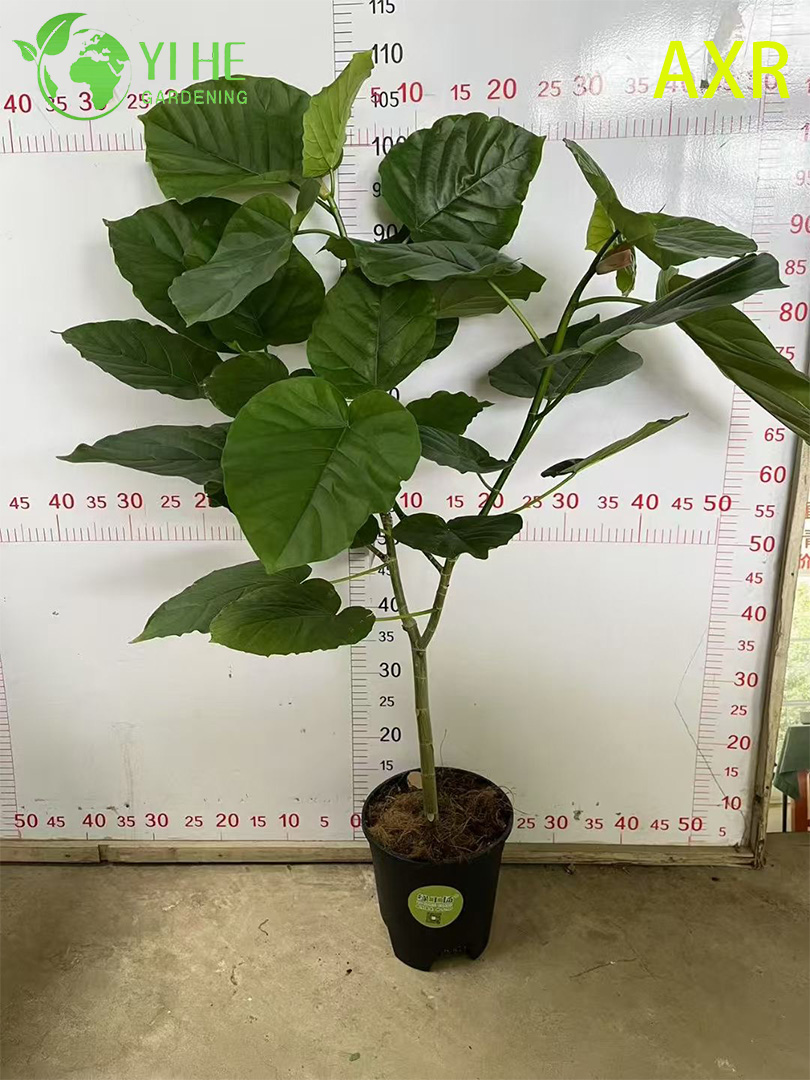 Multifunctional indoor decorative fig Ficus Umbellata indoor potted foliage plant