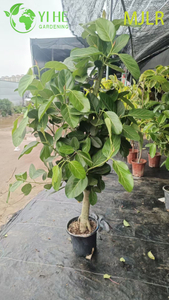 Indoor Bengal Fig Ficus Bengalensis Large Foliage Potted Decorative Plant