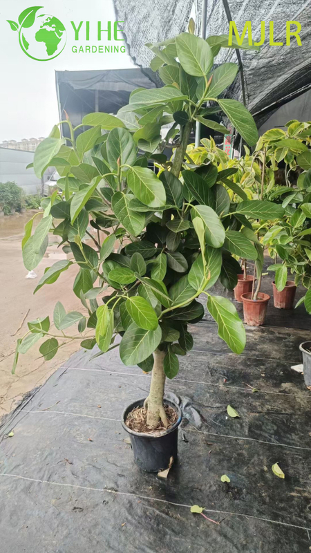 Indoor Bengal Fig Ficus Bengalensis Large Foliage Potted Decorative Plant